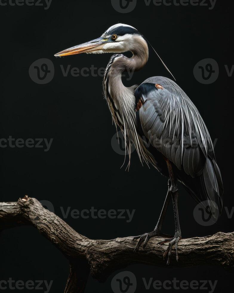 Great Blue Heron bird standing on the rooted in studio isolated on black background photo