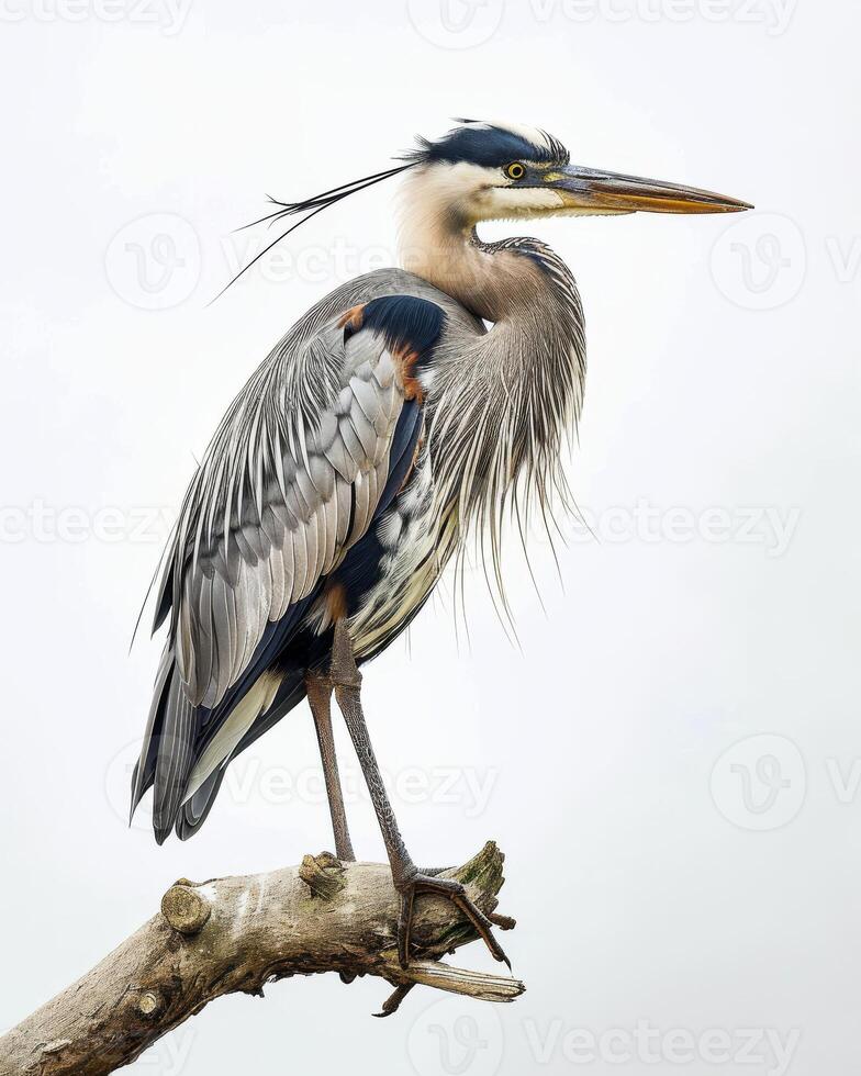 Great Blue Heron bird standing on the rooted in studio isolated on white background photo