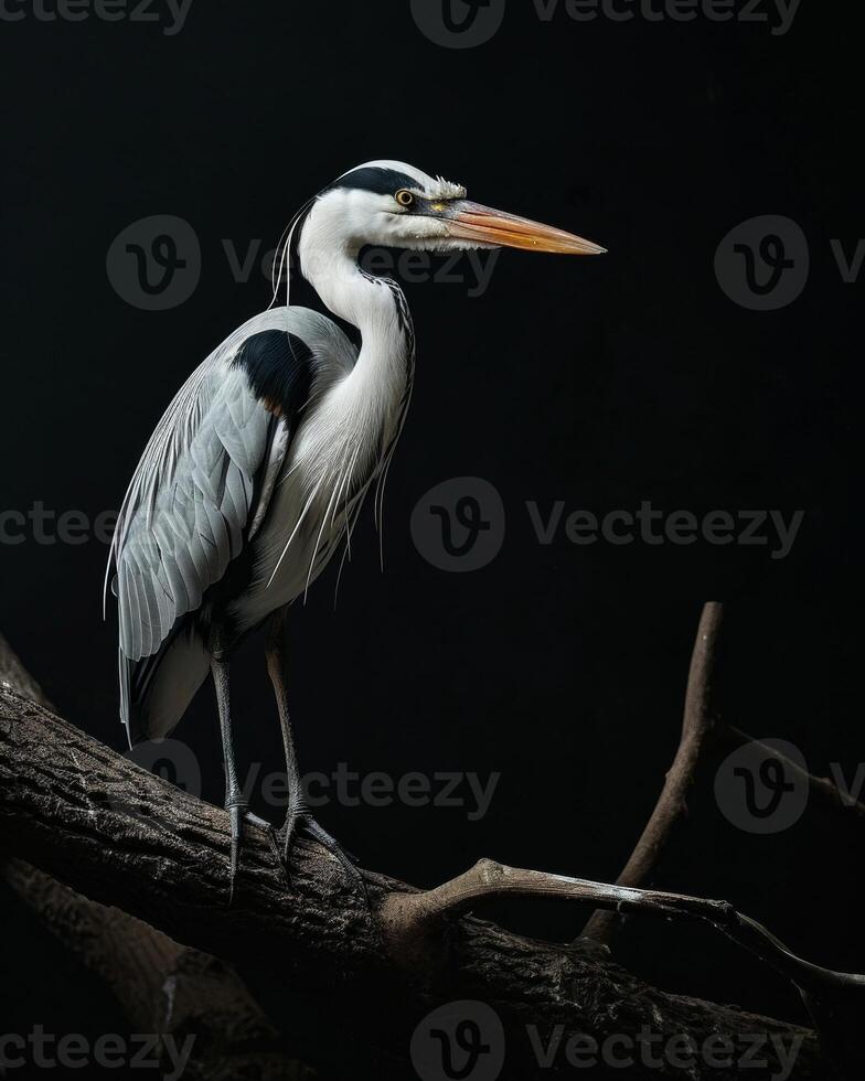 Grey Heron bird standing on the rooted in studio isolated on black background photo