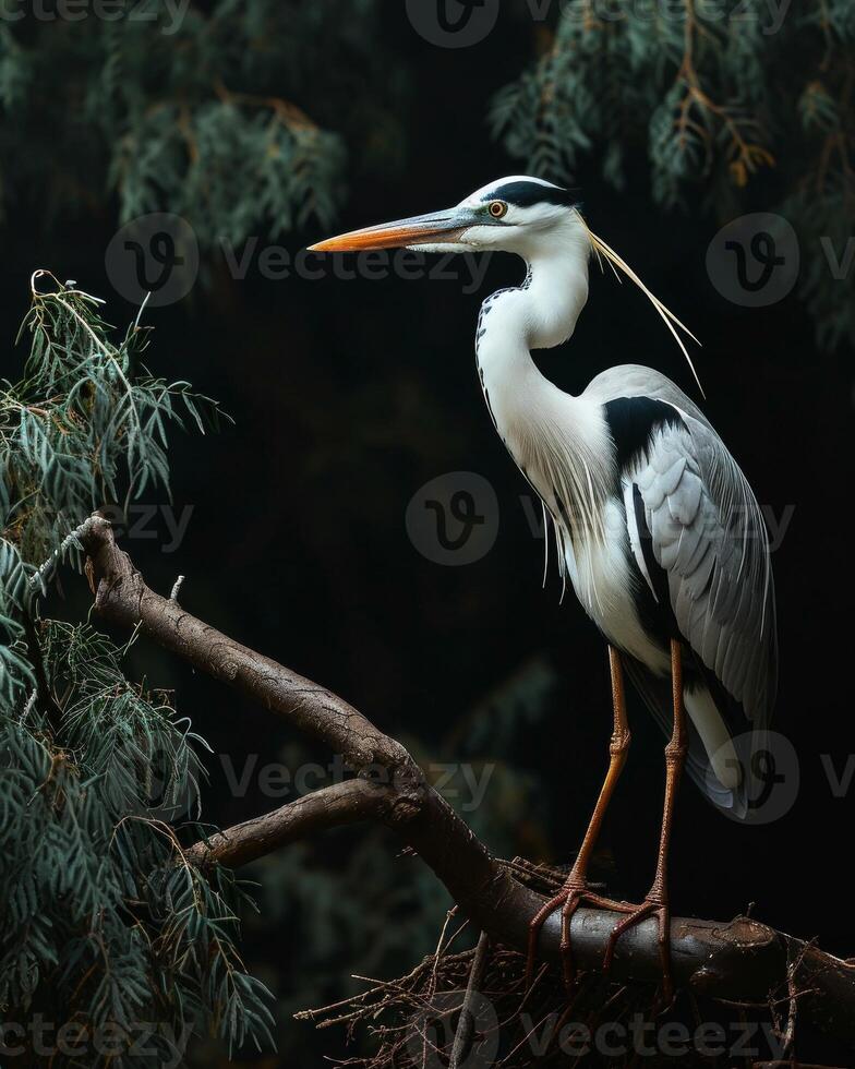 Cocoi Heron bird standing on the rooted in studio isolated on black background photo