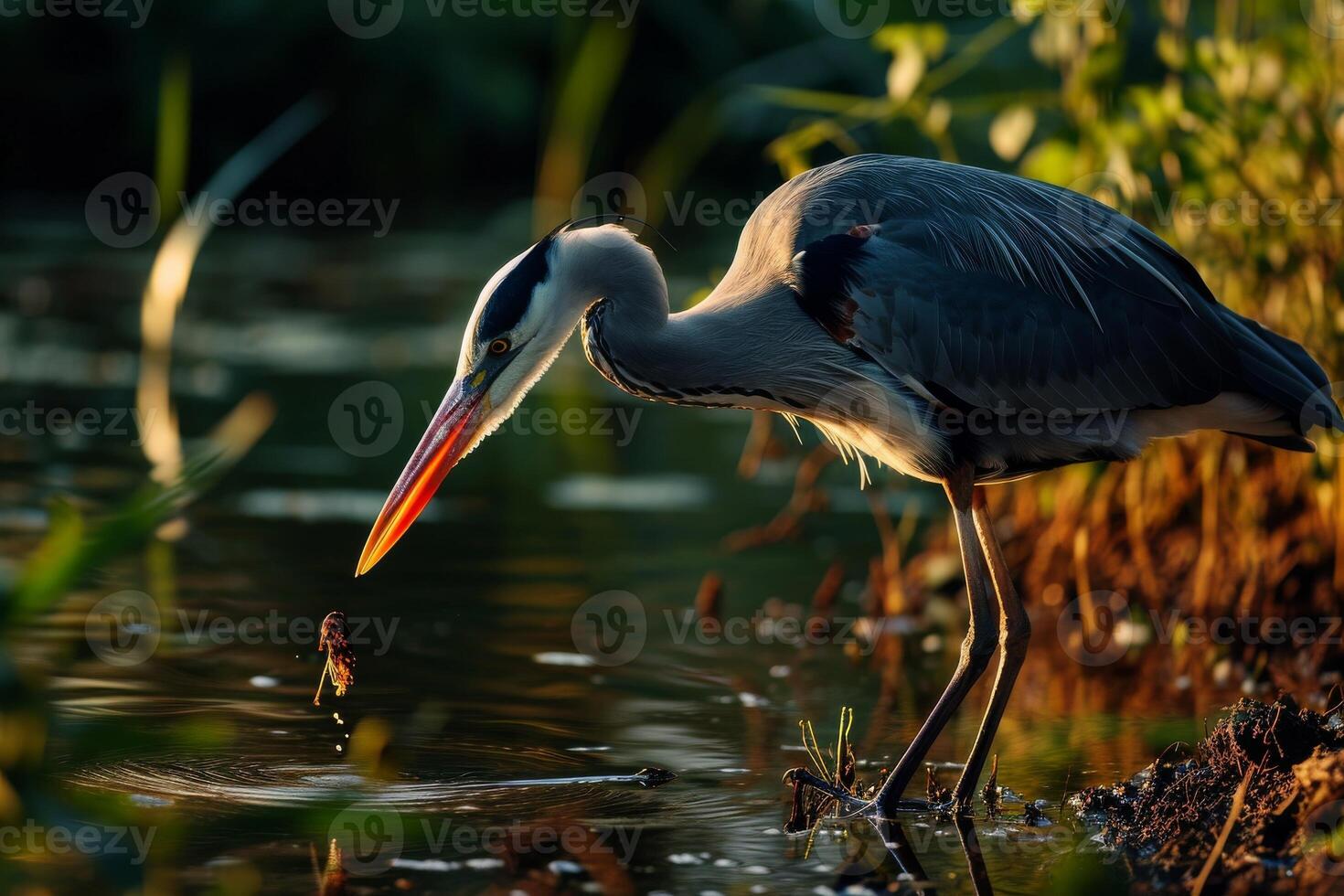 Grey Heron bird eating in the natural habitat photo