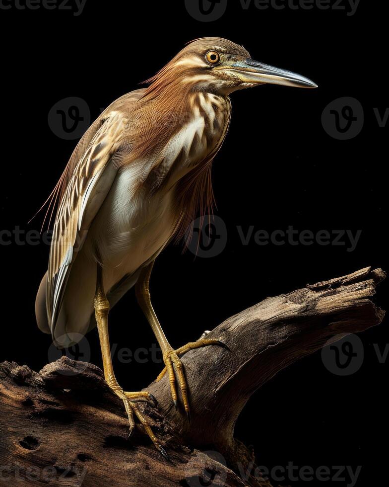 Indian Pond Heron bird standing on the rooted in studio isolated on black background photo