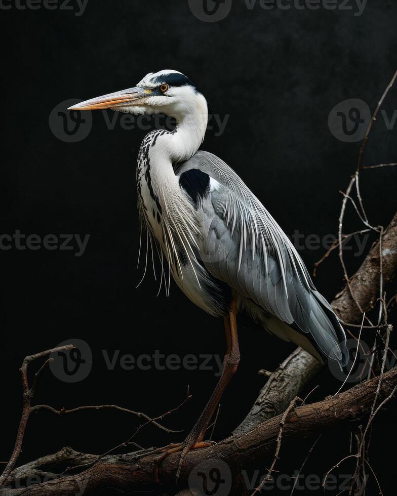 Grey Heron bird standing on the rooted in studio isolated on black background photo