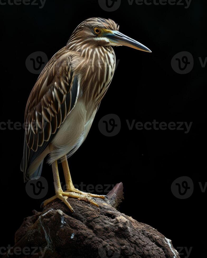 Indian Pond Heron bird standing on the rooted in studio isolated on black background photo
