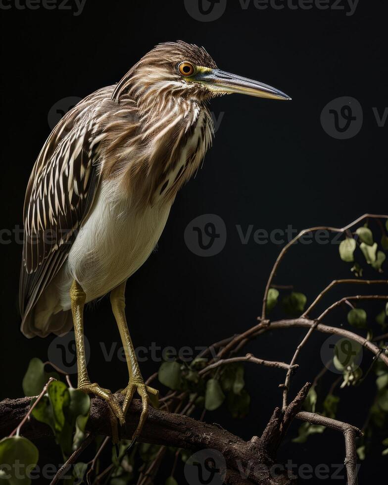 Indian Pond Heron bird standing on the rooted in studio isolated on black background photo