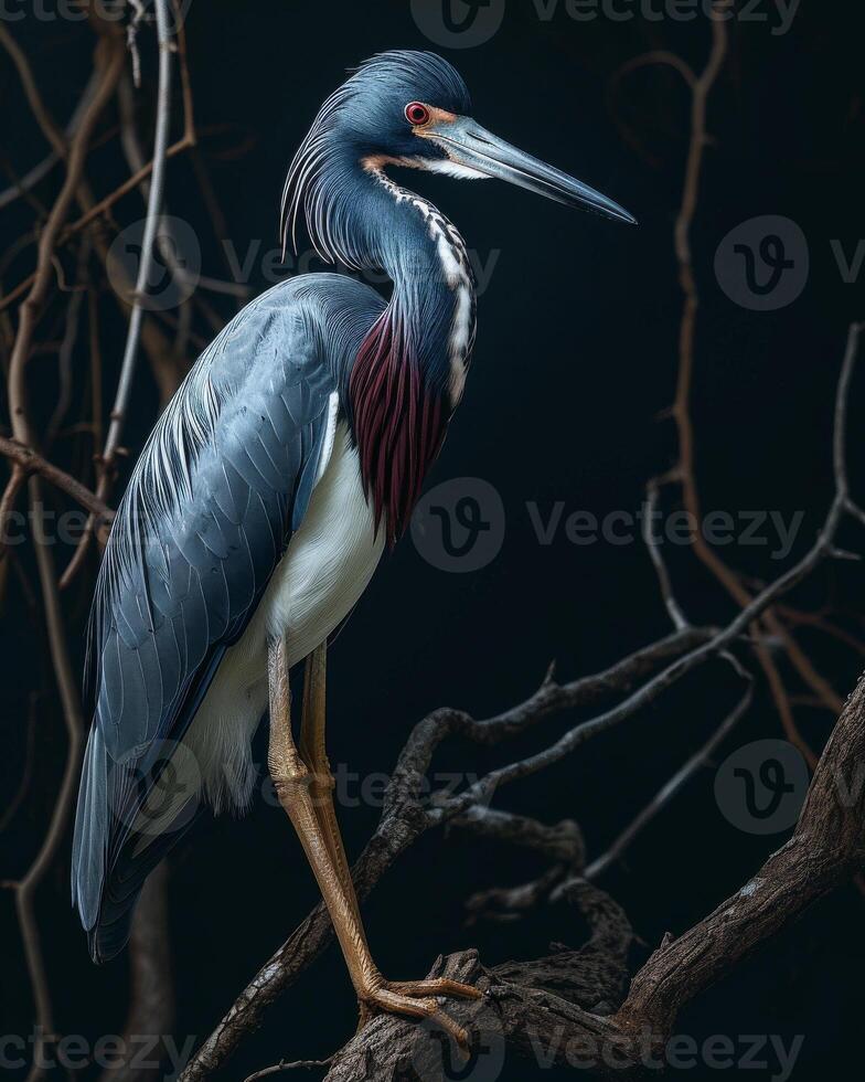 Tricolored Heron bird standing on the rooted in studio isolated on black background photo