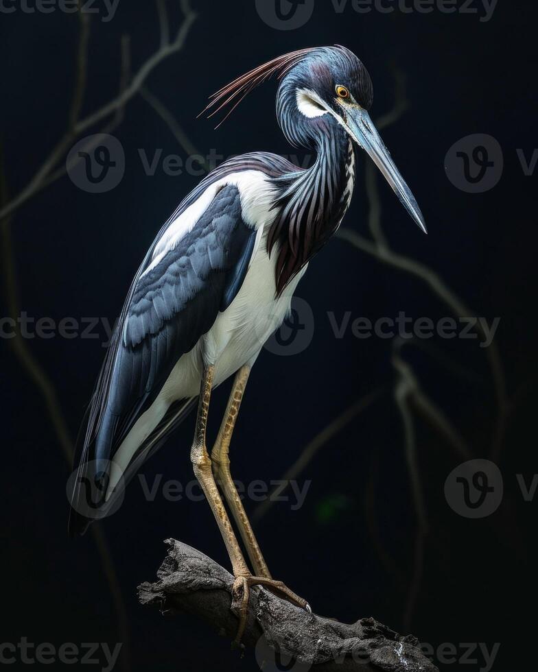 Tricolored Heron bird standing on the rooted in studio isolated on black background photo