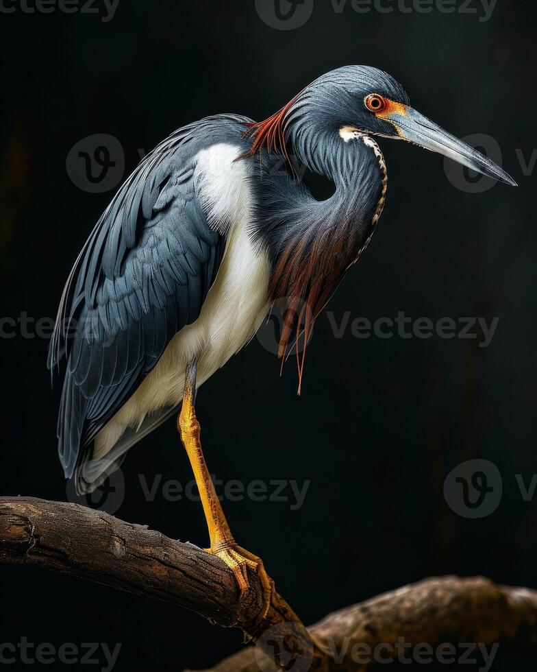 Tricolored Heron bird standing on the rooted in studio isolated on black background photo