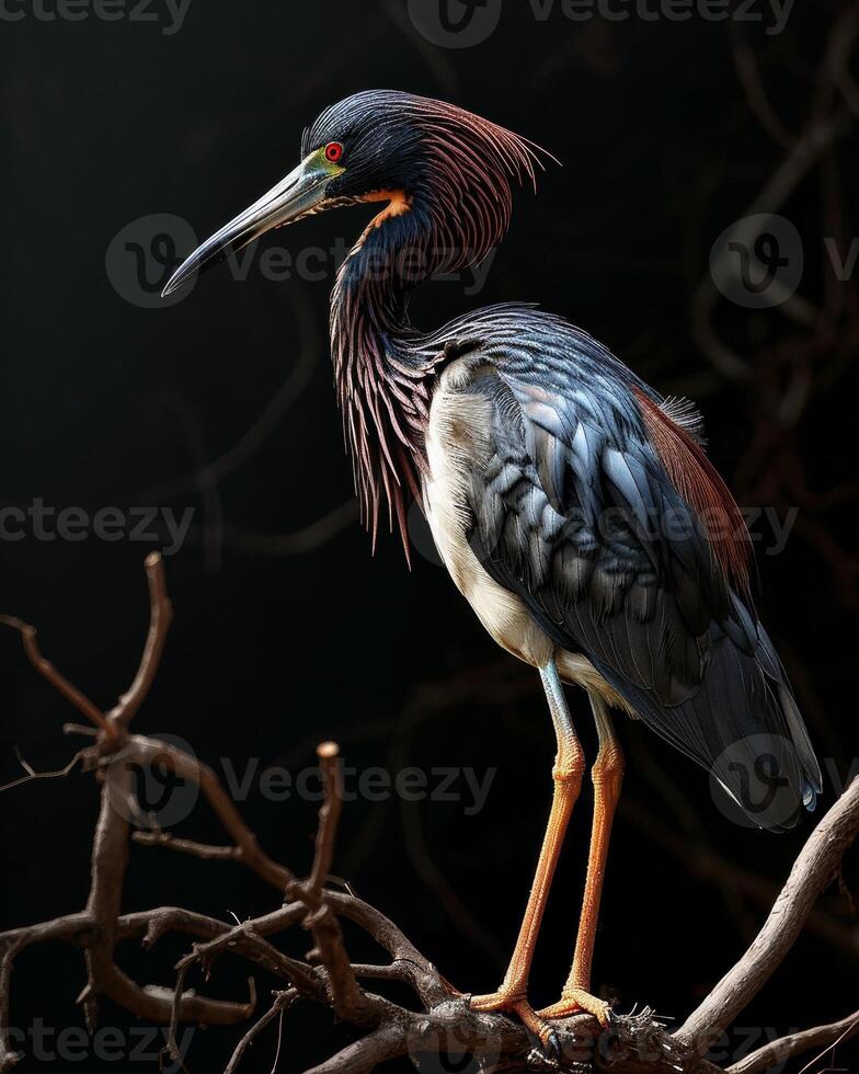 Tricolored Heron bird standing on the rooted in studio isolated on black background photo