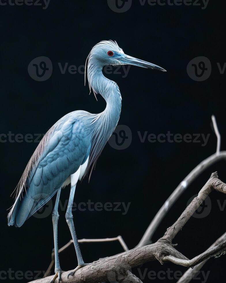 Little Blue Heron bird standing on the rooted in studio isolated on black background photo