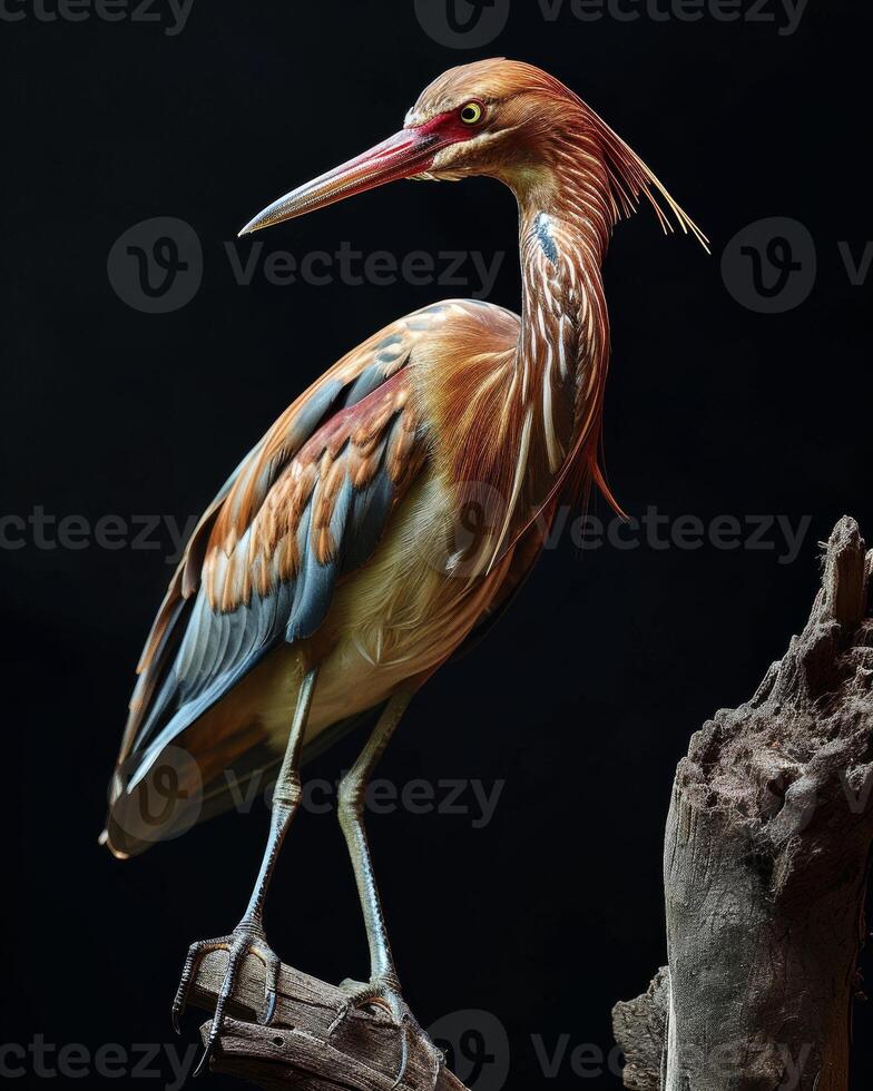 Red Heron bird standing on the rooted in studio, isolated on black background photo