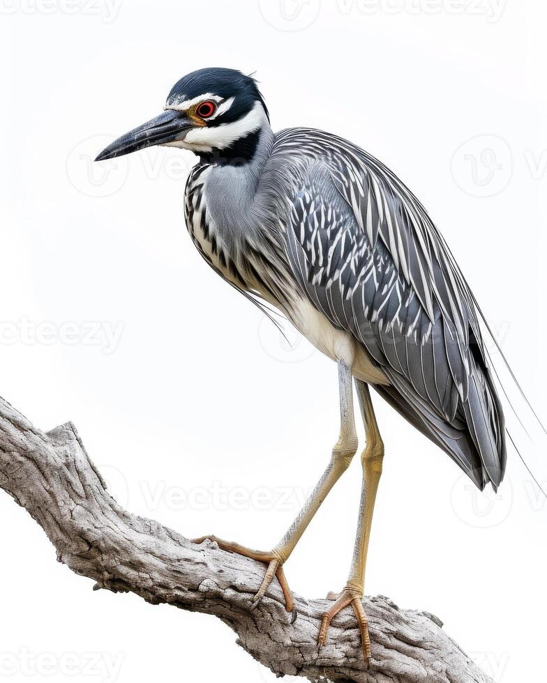 Yellow-crowned Night Heron bird on the rooted in studio isolated on white background photo