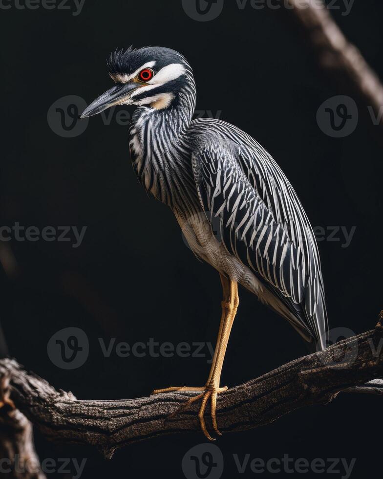 Yellow-crowned Night Heron bird on the rooted in studio isolated on black background photo