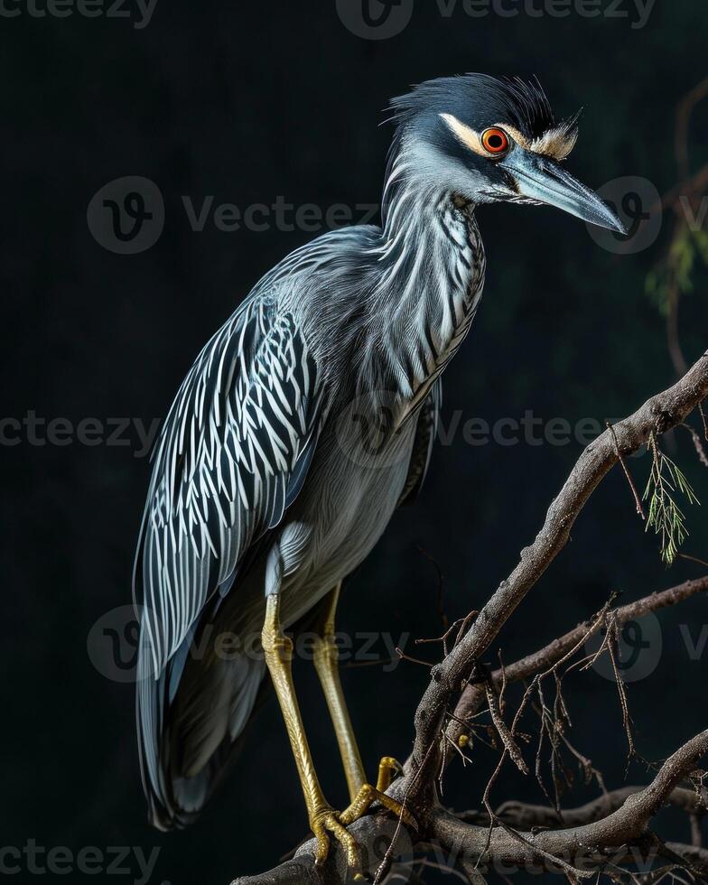 Yellow-crowned Night Heron bird on the rooted in studio isolated on black background photo