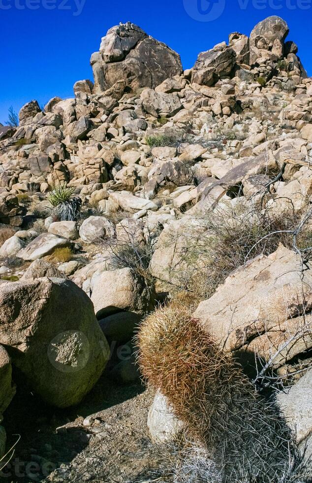 Desert barrel cactus Ferocactus cylindraceus - a cactus with red spines growing in a rock crack in the desert in Joshua Tree National Park, California photo