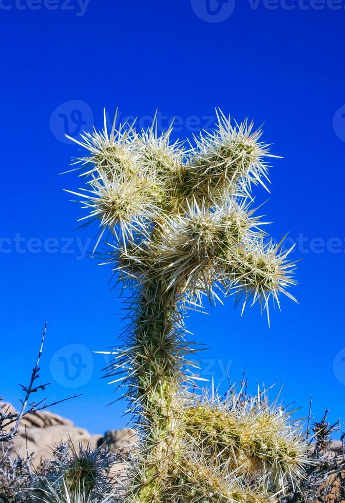 Cylindropuntia bigelovii - cactus shape with long silvery spines with rock desert near Joshua Tree NP photo