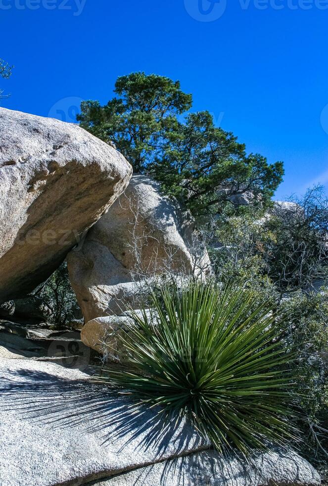 Cacti, yuccas and conifers among rocks in the rock desert in Joshua Tree National Park, California photo