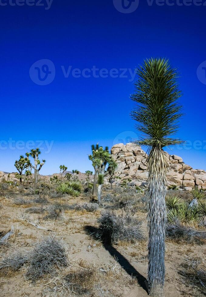 Rock landscape, Yucca Brevifolia Mojave Desert Joshua Tree National Park, CA photo