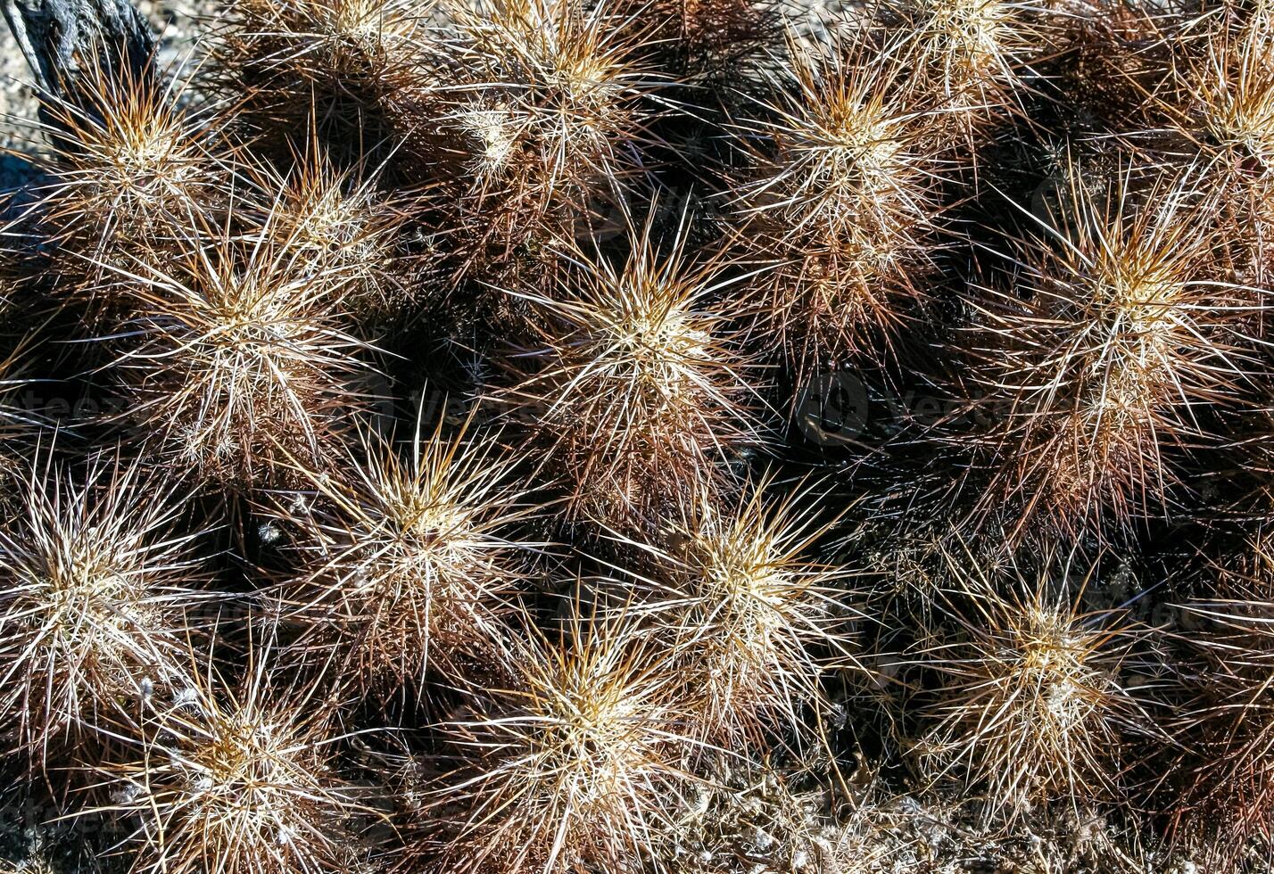 Strawberry hedgehog cactus Echinocereus engelmannii - a group of spiny cacti with long brown spines in Joshua Tree NP, California photo