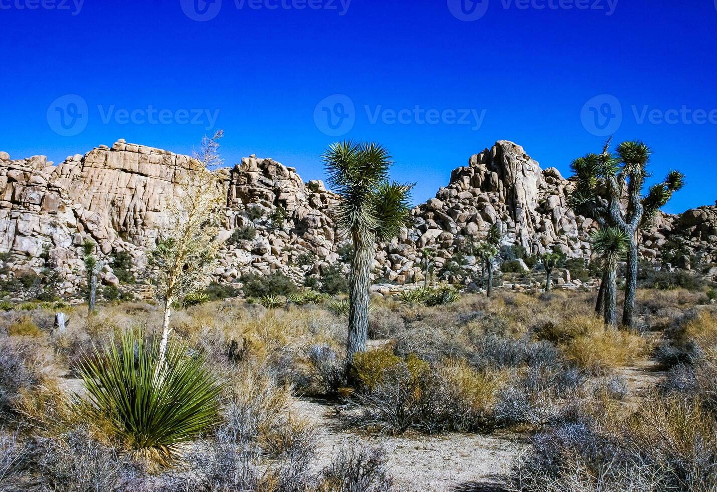 Rock landscape, Yucca Brevifolia Mojave Desert Joshua Tree National Park, CA photo