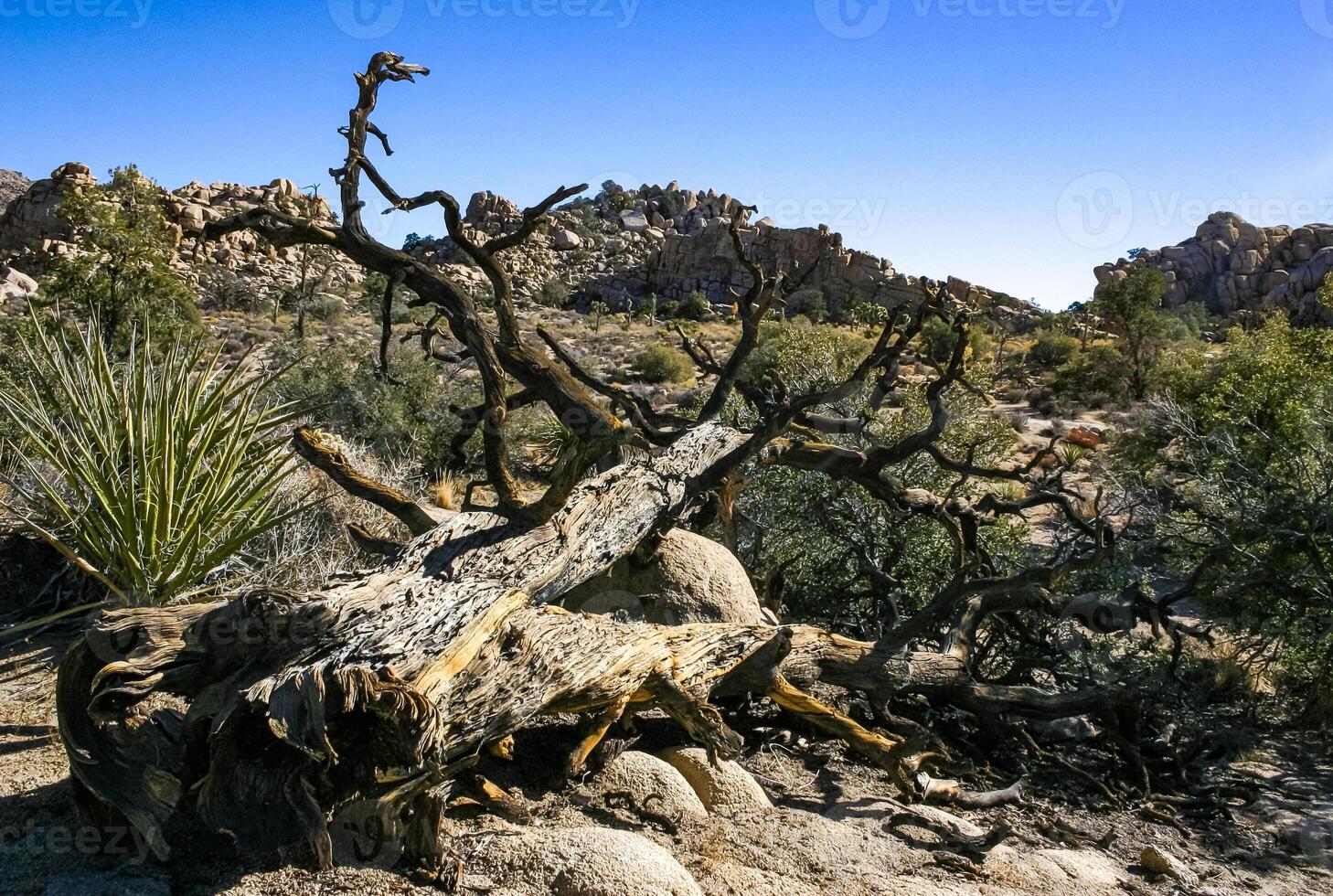 Trunk of a dry dead tree among the rocks in the rock desert in Joshua Tree National Park, California photo