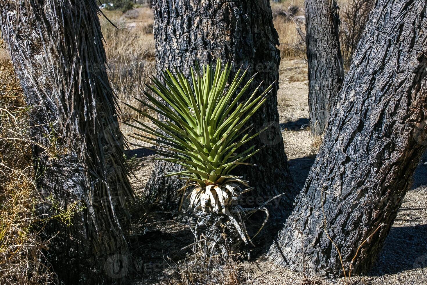 Yucca Brevifolia Mojave Desert Joshua Tree National Park, CA photo