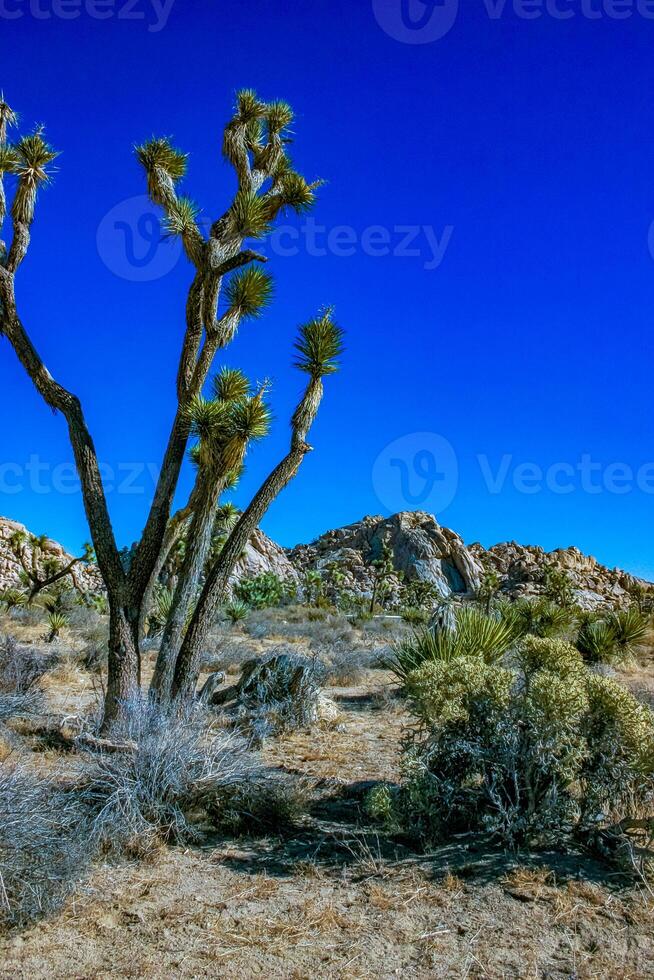 Rock landscape, Yucca Brevifolia Mojave Desert Joshua Tree National Park, CA photo