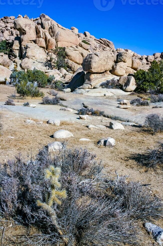 Desert stone landscape Joshua Tree, Big Rocks and Yucca Brevifolia Mojave Desert, Joshua Tree National Park, California photo