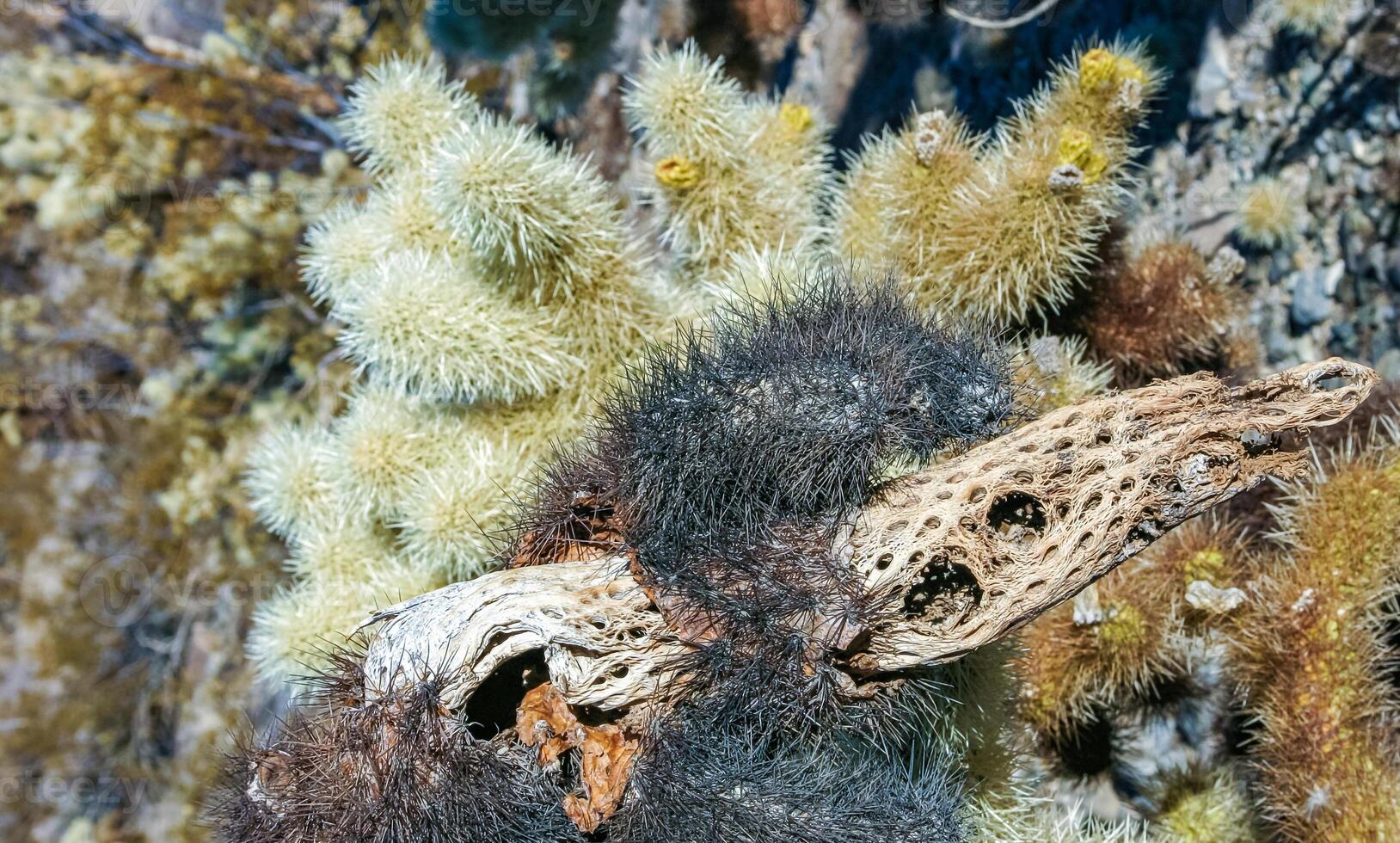 Teddy-bear cholla Cylindropuntia bigelovii - desert landscape, large thickets of prickly pear cactus with tenacious yellowish spines in Joshua Tree NP, California photo