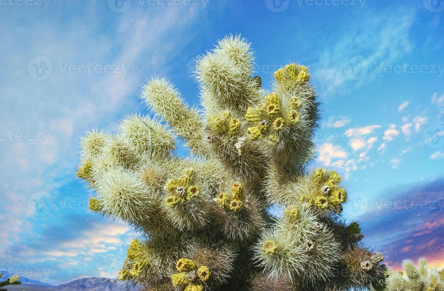 Cylindropuntia bigelovii - cactus shape with long silvery spines with rock desert near Joshua Tree NP photo