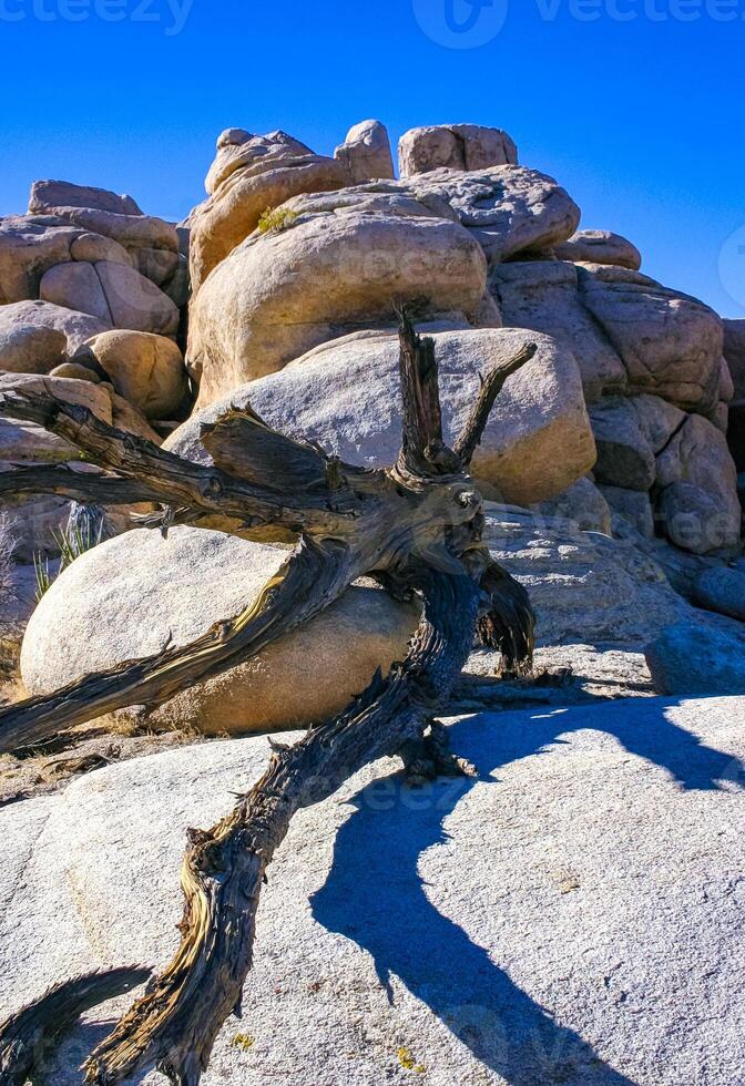 Trunk of a dry dead tree among the rocks in the rock desert in Joshua Tree National Park, California photo