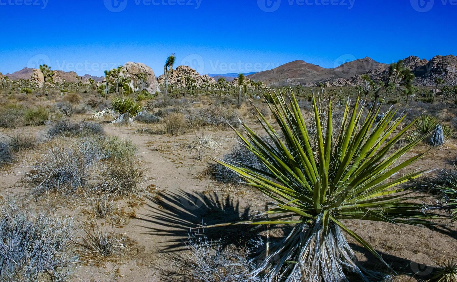 Rock landscape, Yucca Brevifolia Mojave Desert Joshua Tree National Park, CA photo