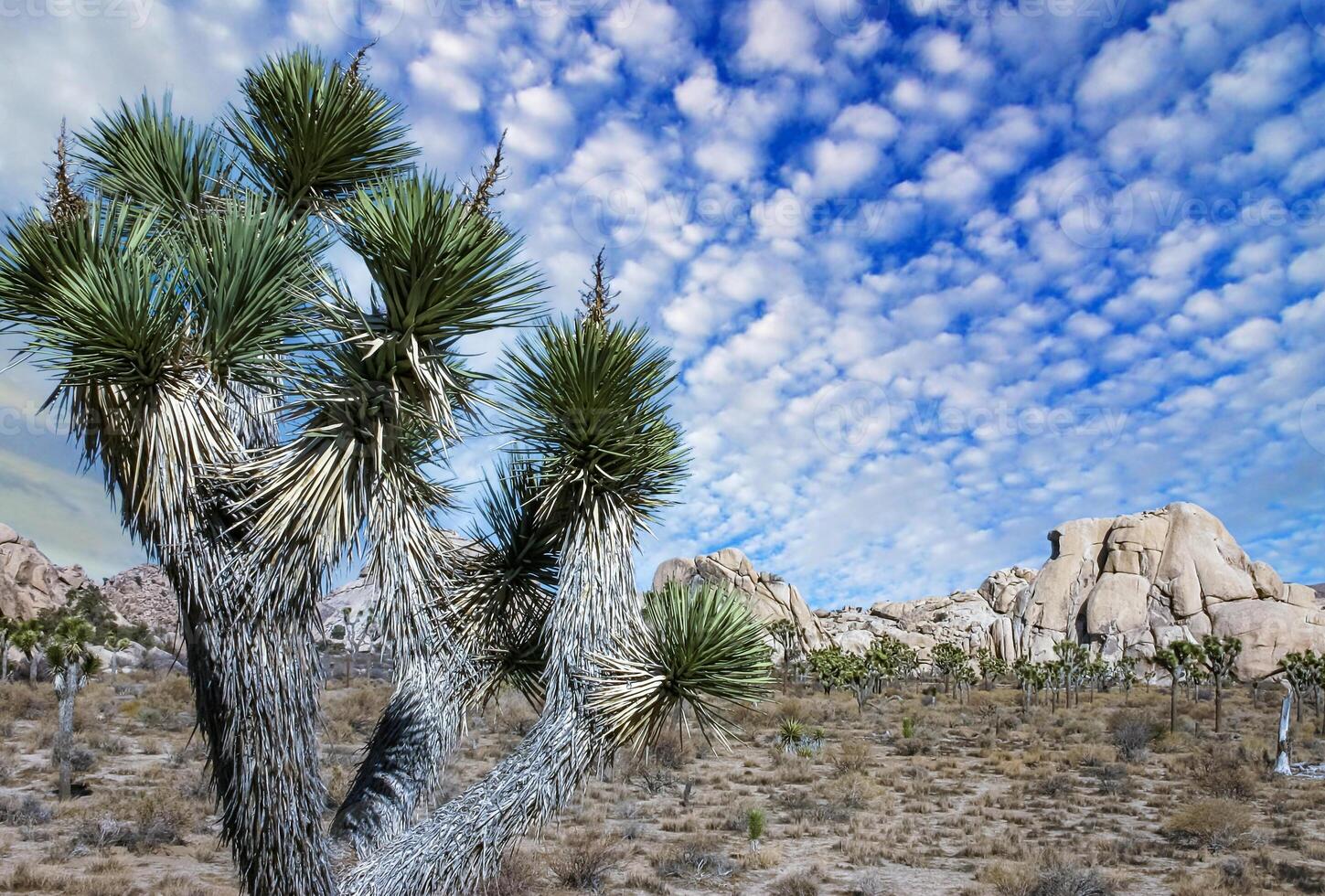 Rock landscape, Yucca Brevifolia Mojave Desert Joshua Tree National Park, CA photo