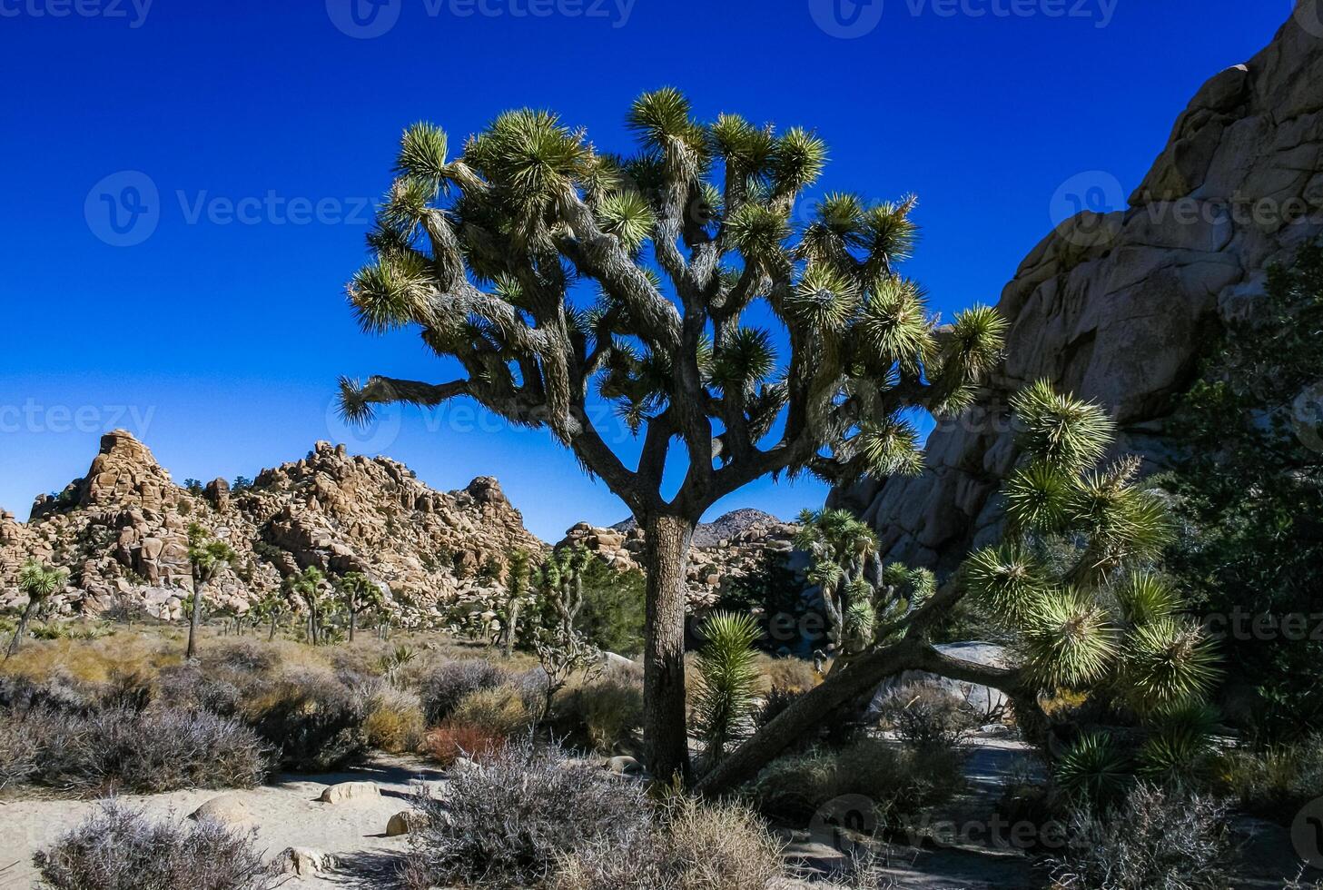 Rock landscape, Yucca Brevifolia Mojave Desert Joshua Tree National Park, CA photo
