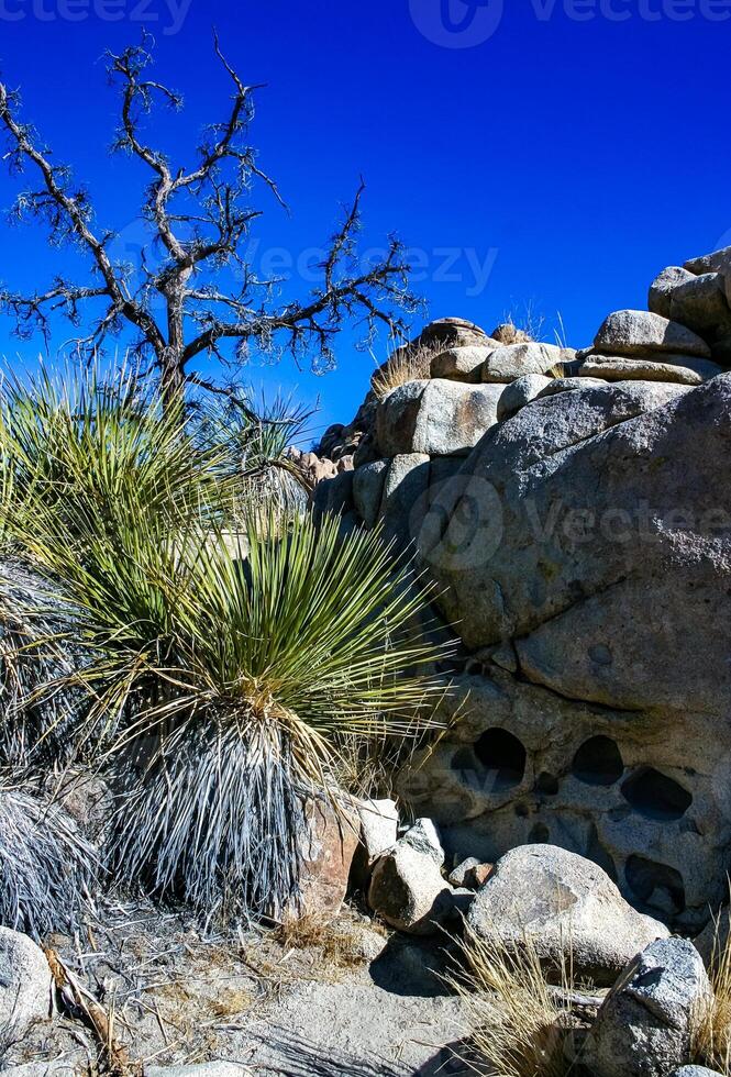 Cacti, yuccas and conifers among rocks in the rock desert in Joshua Tree National Park, California photo