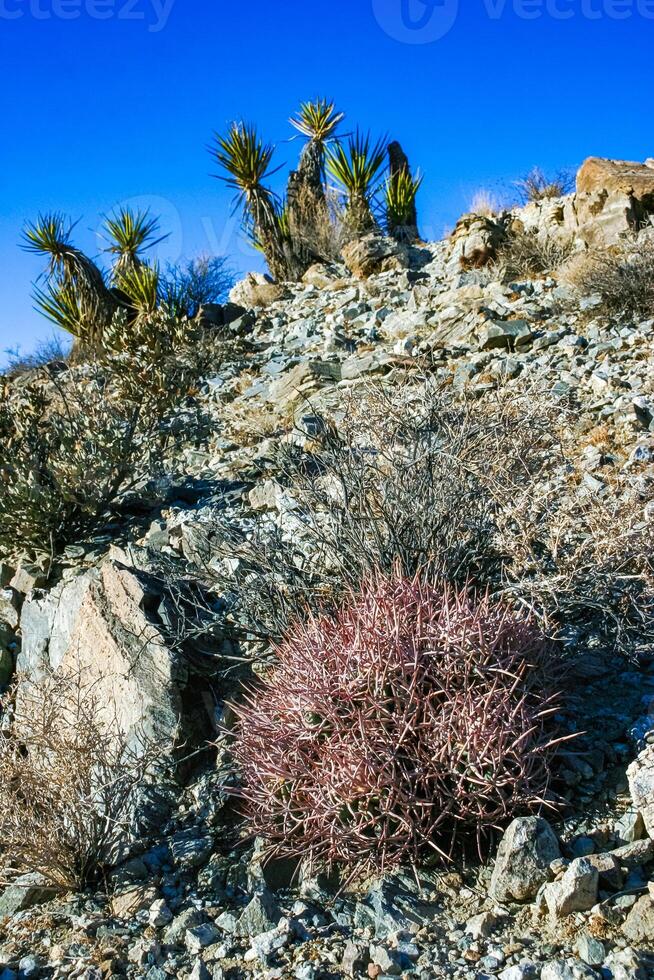 Cottontop Cactus Echinocactus polycephalus, cacti in the stone desert among the rocks, Mojave Desert Joshua Tree National Park, California photo