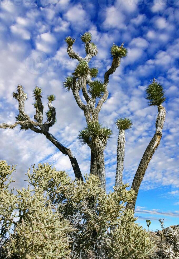 Branched pencil cholla Cylindropuntia ramosissima - segmented stem of a cactus with long spines in a rock desert near Joshua Tree NP, California photo