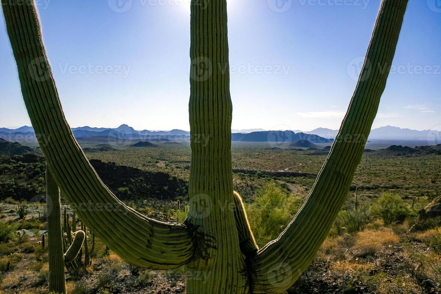 Carnegiea gigantea - giant cactus against a blue sky in the rock desert in Organ Pipe National Park, Arizona photo