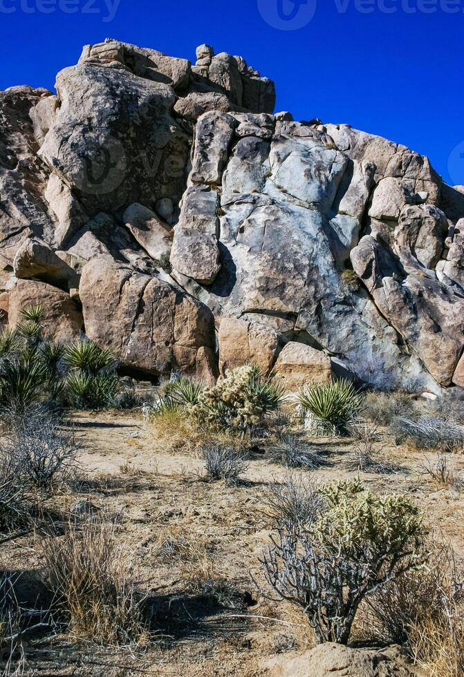 Desert stone landscape Joshua Tree, Big Rocks and Yucca Brevifolia Mojave Desert, Joshua Tree National Park, California photo
