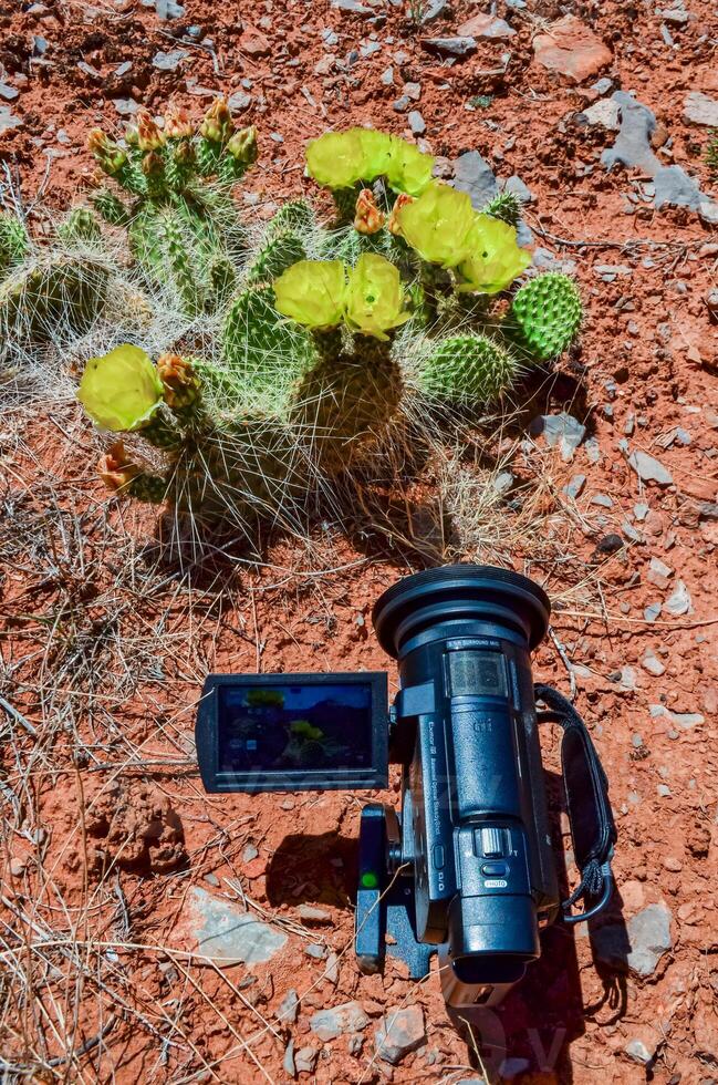 Flowering cactus plants, Yellow flowers of Opuntia polyacantha in Canyonlands National Park, Utha photo