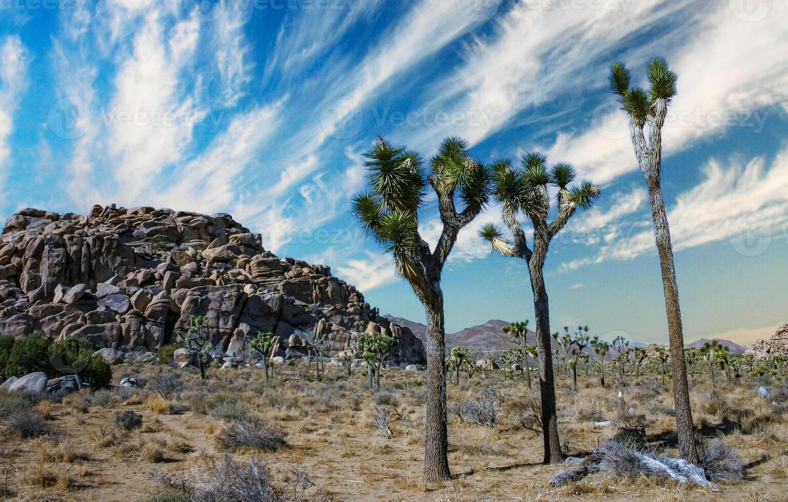 Rock landscape, Yucca Brevifolia Mojave Desert Joshua Tree National Park, CA photo