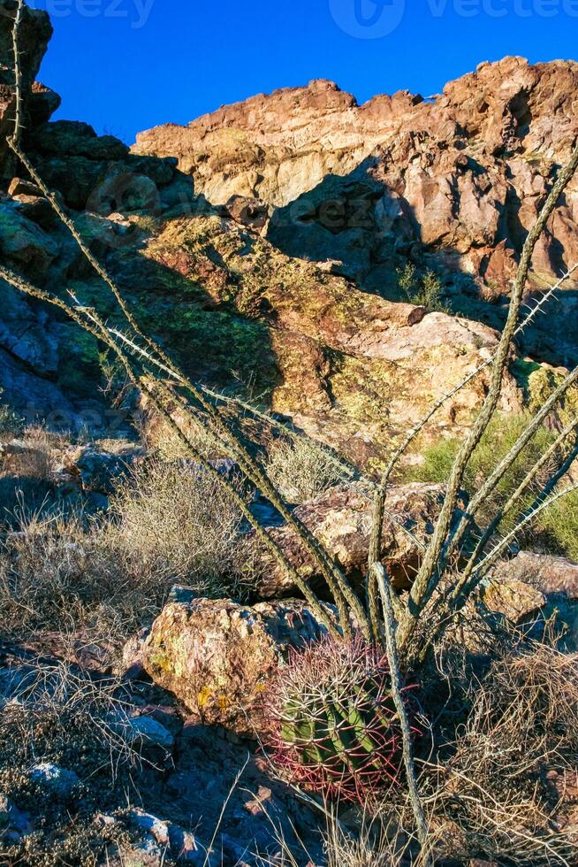 Ferocactus wislizeni Fishhook Barrel Cactus, a young plant growing among stones in a rock desert photo