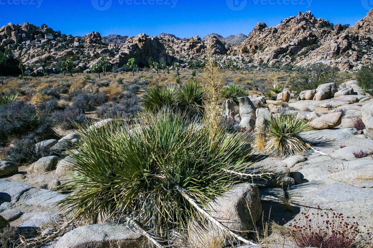 Bigelow's Nolina, Nolina bigelovii Beargrass Hidden Valley Landscape Mojave Desert Joshua Tree National Park, California photo