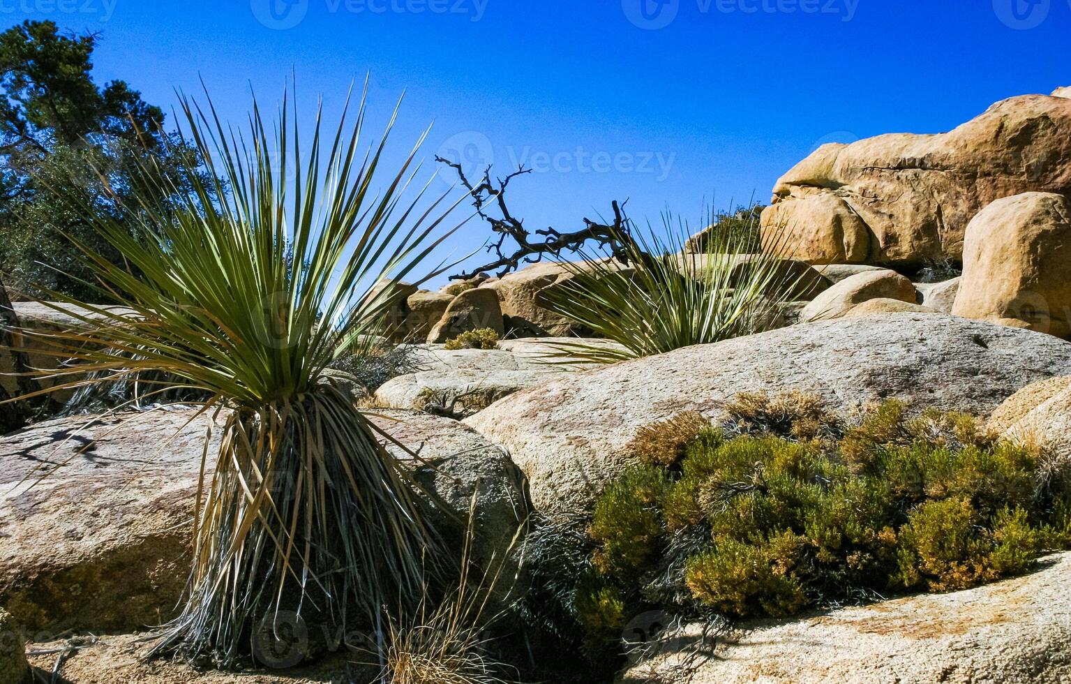 Cacti, yuccas and conifers among rocks in the rock desert in Joshua Tree National Park, California photo