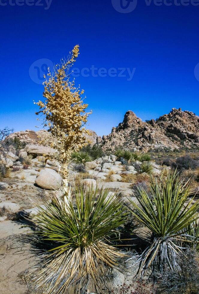 Bigelow's Nolina, Nolina bigelovii Beargrass Hidden Valley Landscape Mojave Desert Joshua Tree National Park, California photo