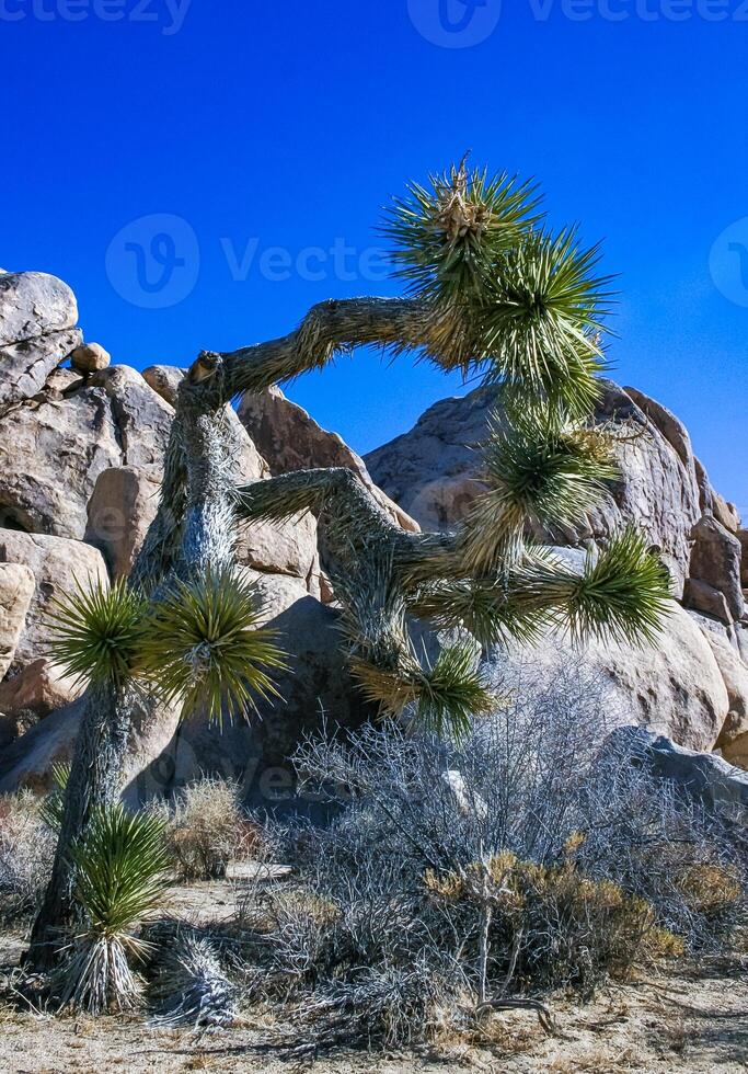 Rock landscape, Yucca Brevifolia Mojave Desert Joshua Tree National Park, CA photo