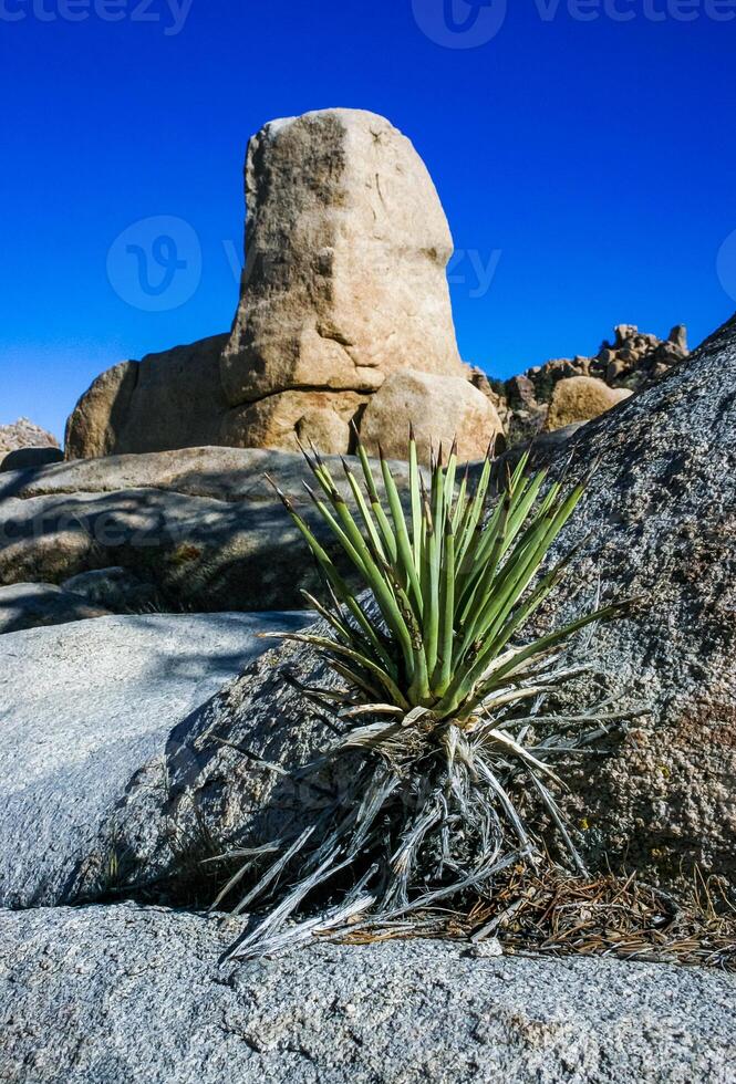 Rock landscape, Yucca Brevifolia Mojave Desert Joshua Tree National Park, CA photo