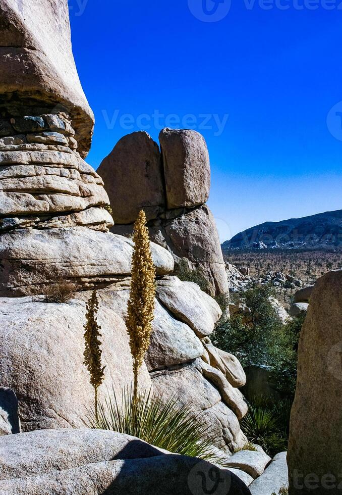 Bigelow's Nolina, Nolina bigelovii Beargrass Hidden Valley Landscape Mojave Desert Joshua Tree National Park, California photo