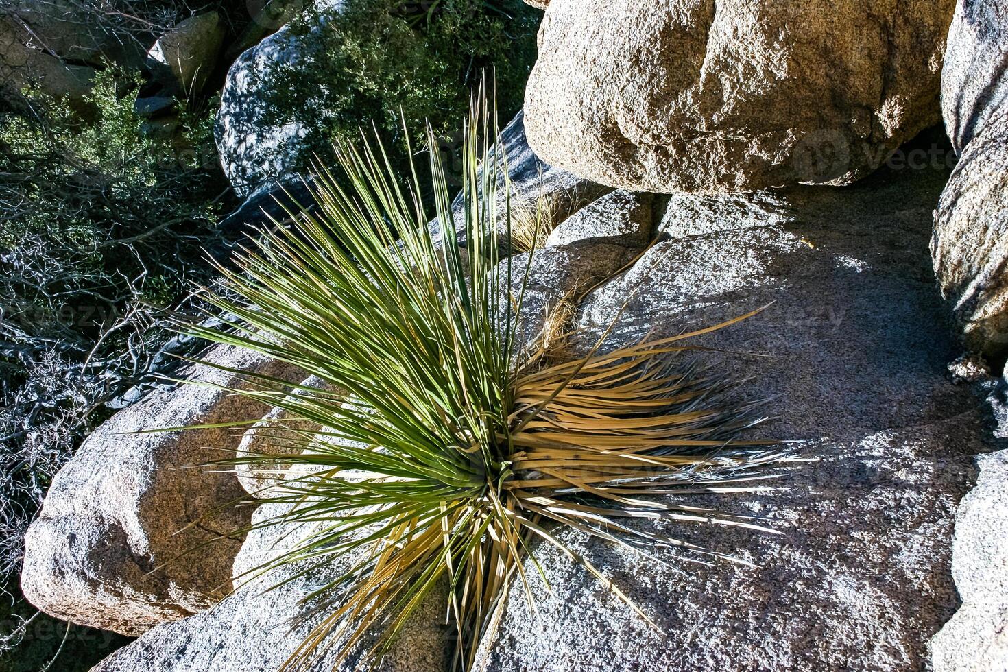 Bigelow's Nolina, Nolina bigelovii Beargrass Hidden Valley Landscape Mojave Desert Joshua Tree National Park, California photo