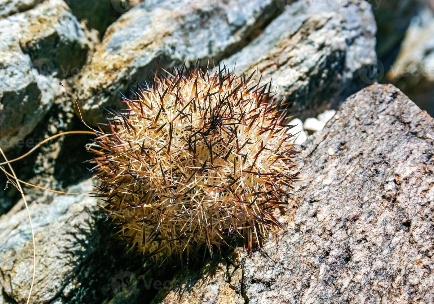 Escobaria chlorantha-miniature frost-resistant cactus in a rock crack in a rock desert in Joshua Tree National Park, California photo